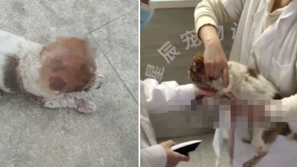 湖北小狗疑遭人挖眼割耳，最終被安樂死。