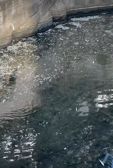 數以百計的幼魚及魚苗屍體飄浮於河面上。fb黃大仙區友(黃大仙，新蒲崗，鑽石山，慈雲山......)影片截圖