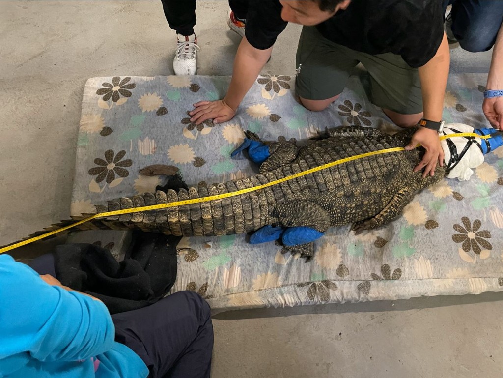 獸醫及動物團隊為鱷魚檢查，包括量度身體和重量。海洋公園提供