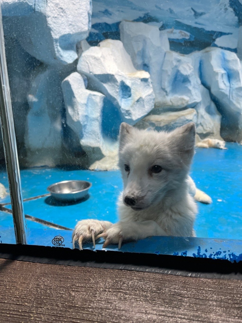 北极狐一大群被关在一个不见天日的小玻璃柜子里。网图