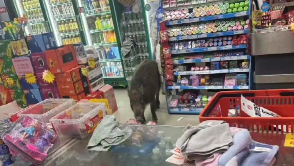 陝西野豬衝入超市。