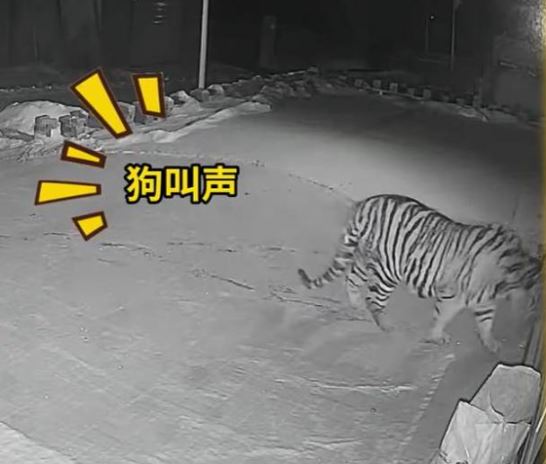 吉林有野生老虎闖入村內，叼走一隻家犬，只吃剩白骨。抖音