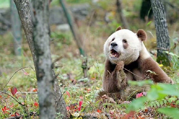 「啡色熊貓」七仔，近日再度引人注目。
