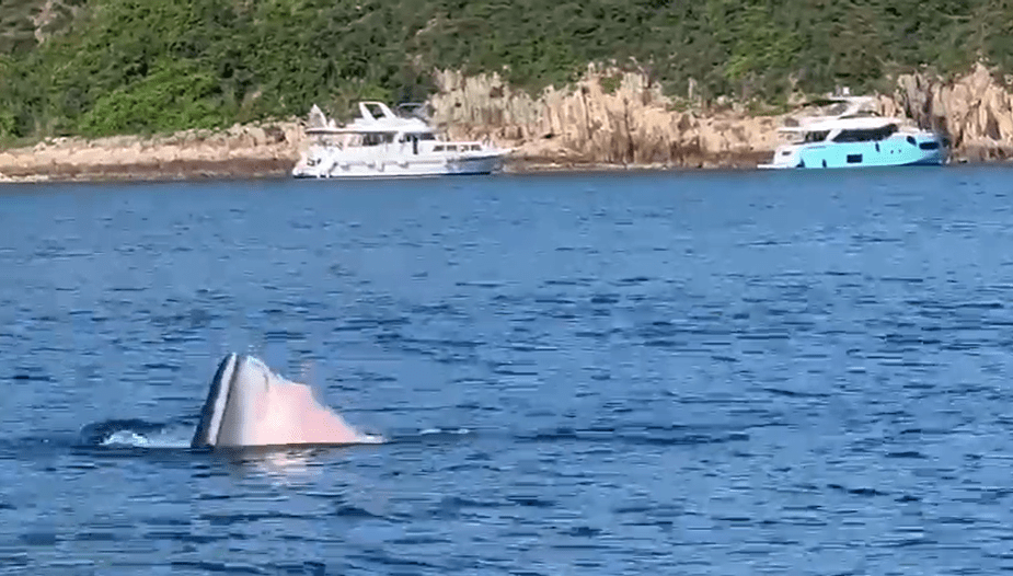 鲸鱼张口后潜回水中。
