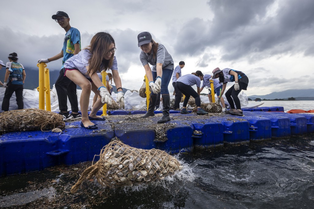 大自然保护协会香港团队在2022年6月将回收蠔壳放置于吐露港水域。资料图片