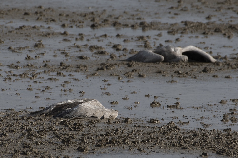 湖泊和偏遠濕地出現鶴的屍體。AP圖片