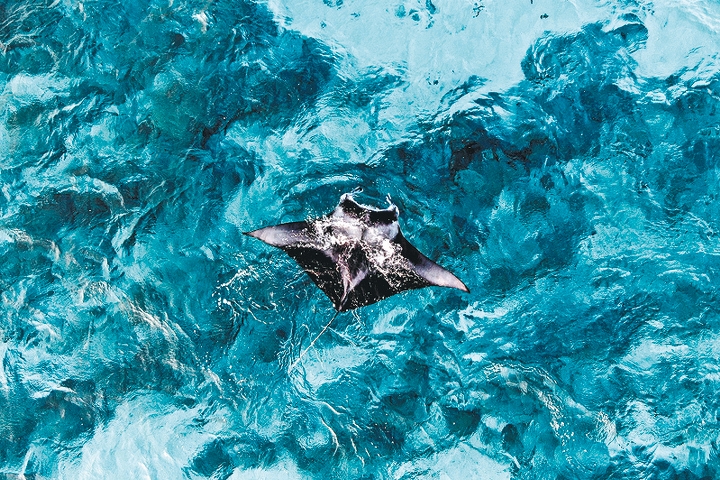 馬爾代夫向以海水清澈及擁有豐富海洋生態見稱。