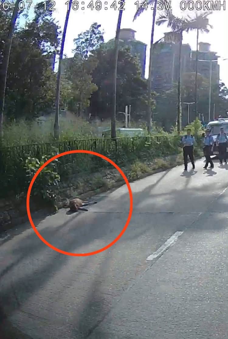 一輛貨車駛經馬適路時撞到一隻羊。網上圖片 一輛貨車駛經馬適路時撞到一隻羊。網上圖片