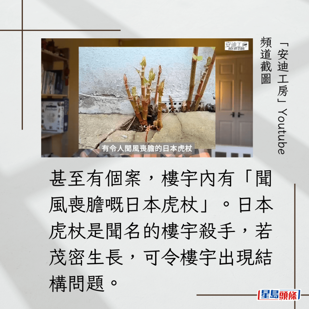 甚至有个案，楼宇内有「闻风丧胆嘅日本虎杖」，日本虎杖是闻名的楼宇杀手，若茂密生长，可令楼宇出现结构问题。