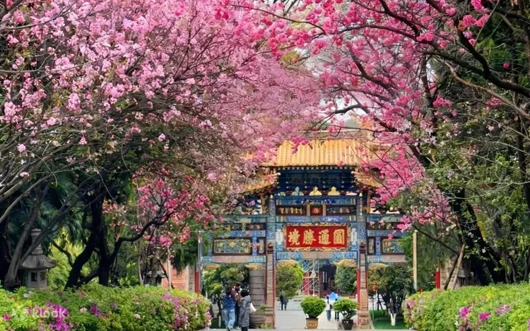 昆明圆通山为中国较早赏樱地点之一。