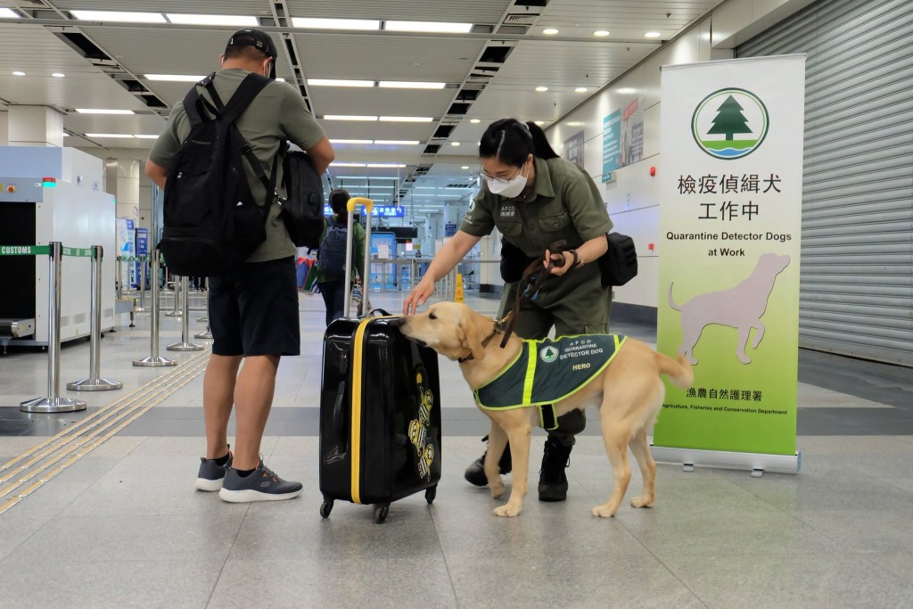 渔护署检疫侦缉犬队在各入境口岸执勤,加强检查入境人士行李。渔护署FB 渔护署检疫侦缉犬队在各入境口岸执勤,加强检查入境人士行李。渔护署FB