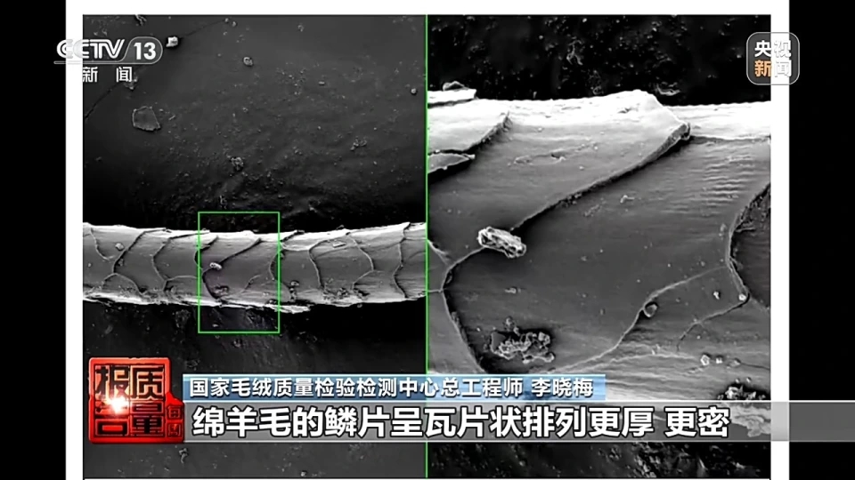 在顯微鏡下,山羊絨與綿羊毛的微觀結構截然不同。山羊絨表面鱗片緊貼且光滑,觸感細膩;而綿羊毛鱗片厚密且張角較大,表面粗糙。央視 在顯微鏡下,山羊絨與綿羊毛的微觀結構截然不同。山羊絨表面鱗片緊貼且光滑,觸感細膩;而綿羊毛鱗片厚密且張角較大,表面粗糙。央視