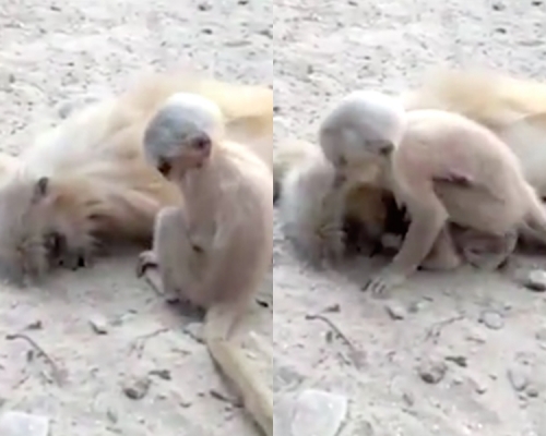 妈妈触电死亡，猴子BB依偎不舍。网上图片