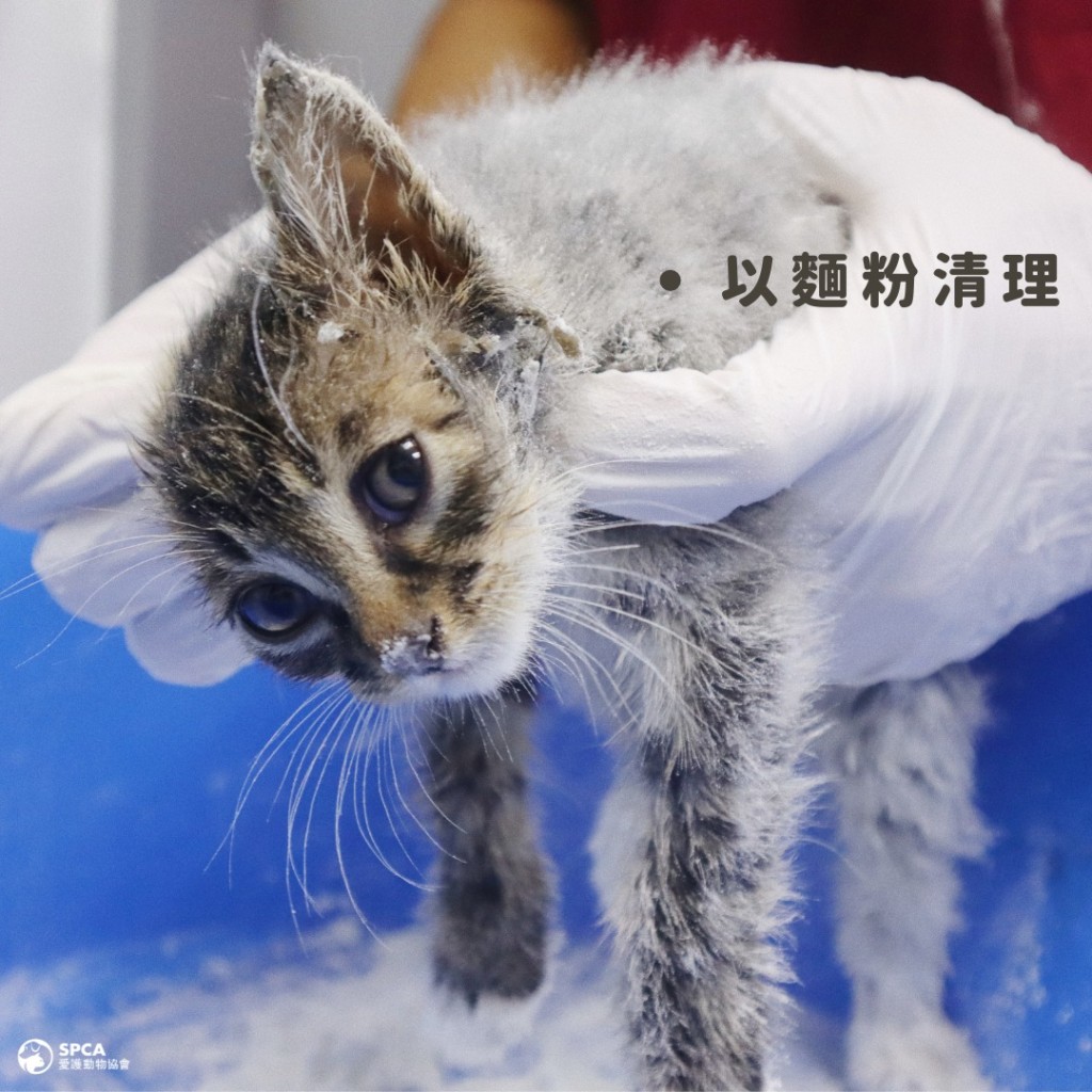 獸醫團隊利用油和麵粉為小貓去除膠水。FB圖片