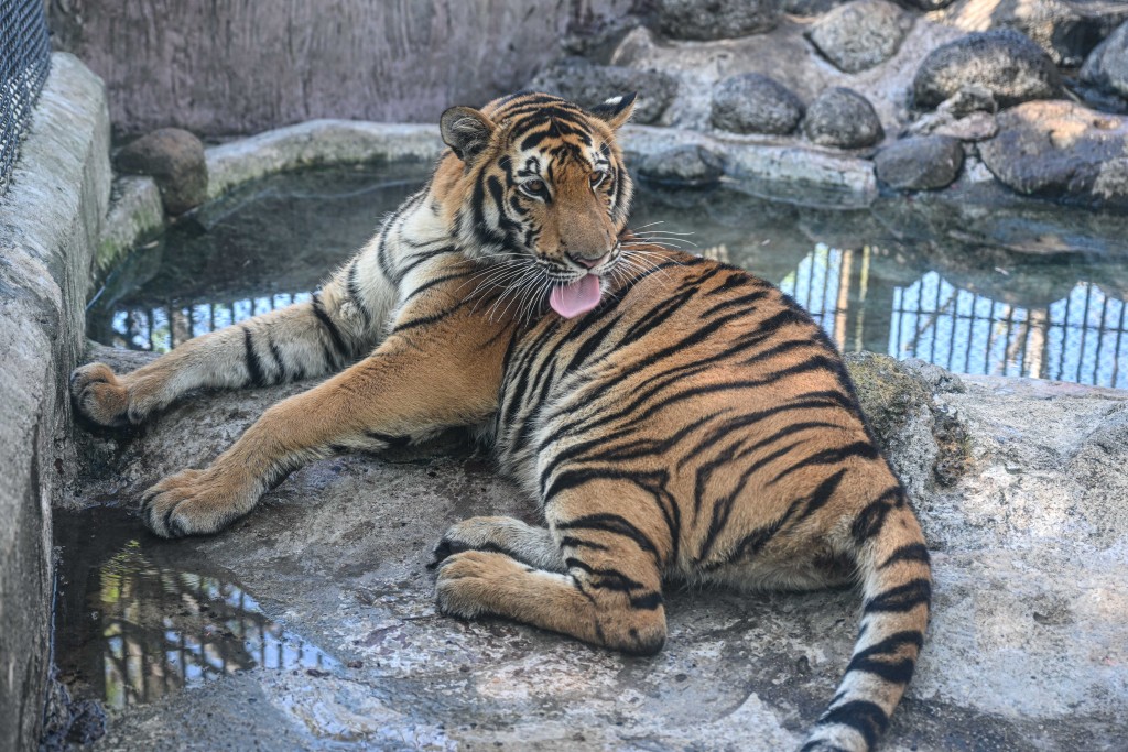 一隻在動物園的東北虎。（新華社）