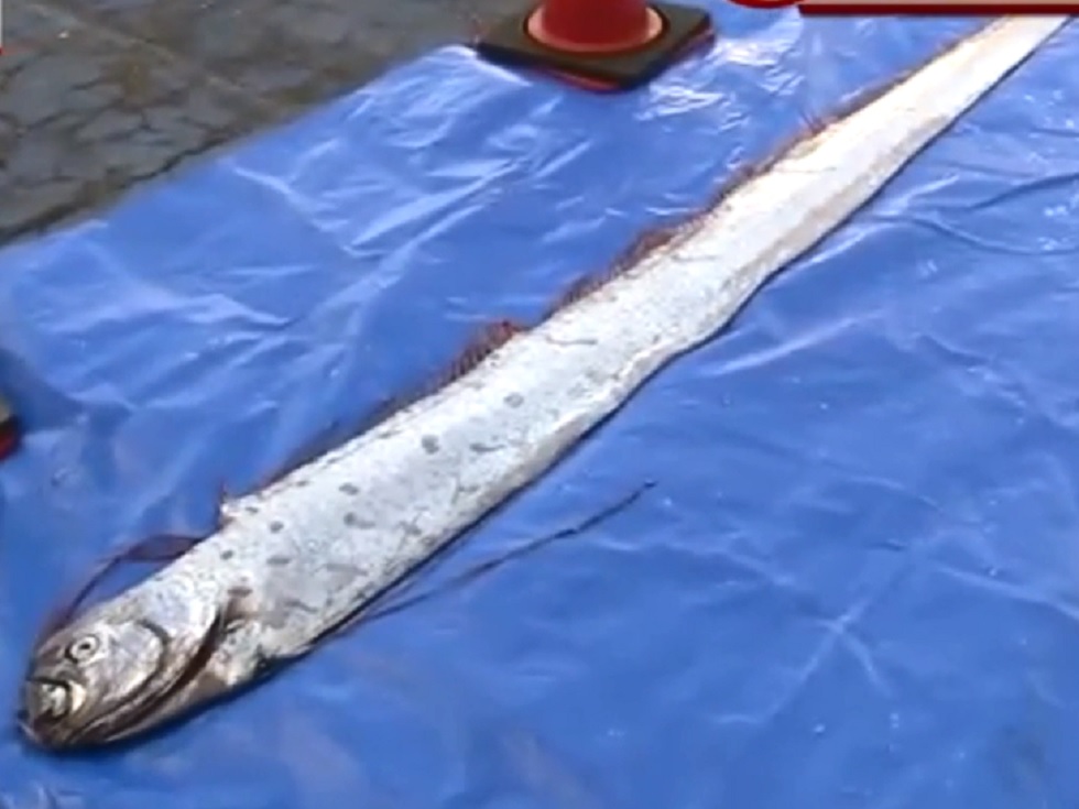 有「地震魚」之稱的皇帶魚。網上圖片