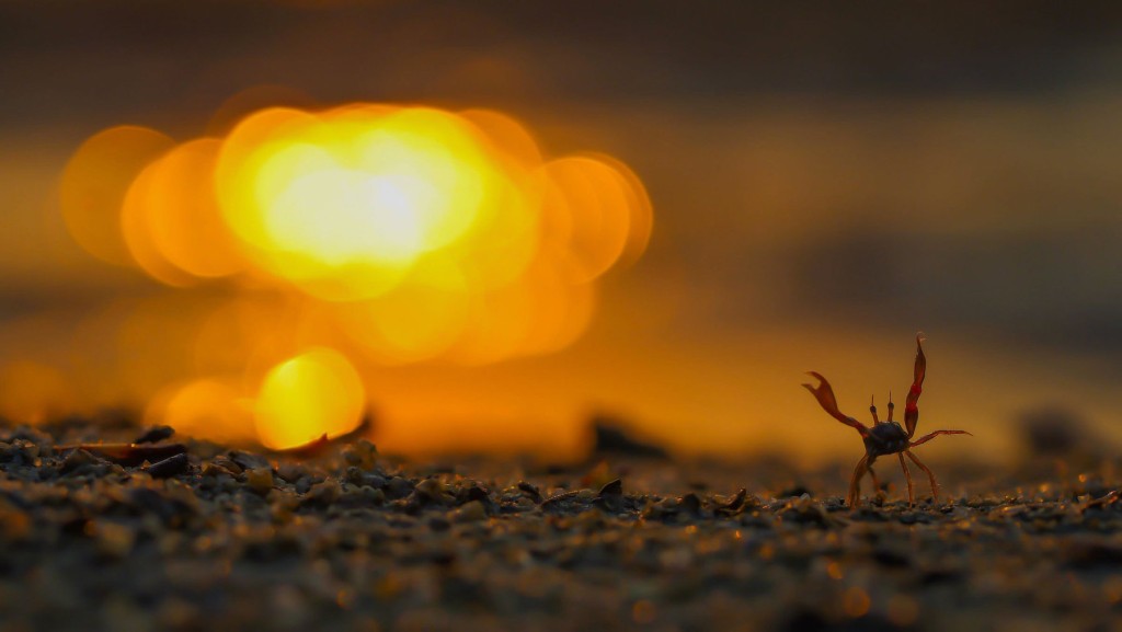 自然生态公开组冠军《捱过苦难 , 走向光明》。fb「赤湾四季赏 Tolo Appreciation」图片