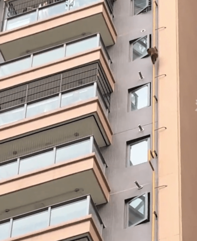 齊天大聖闖南寧高層住宅。 齊天大聖闖南寧高層住宅。