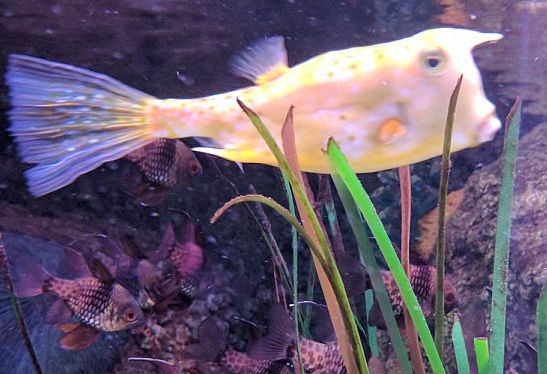 角箱魨魚長得和美國總統特朗普十分相似。網圖