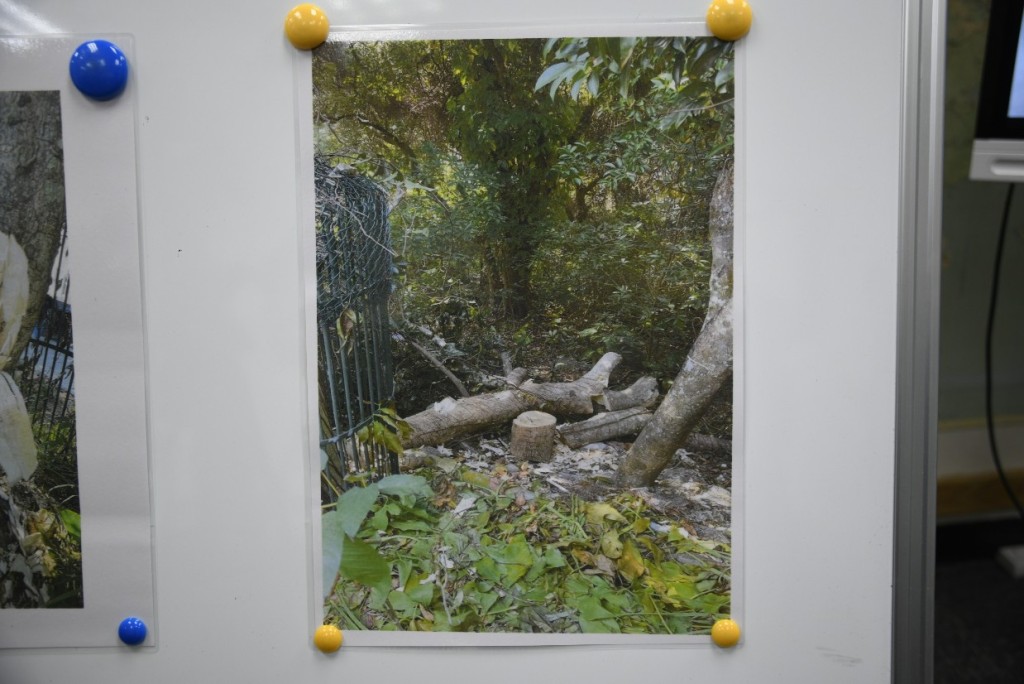 偷树党于2月4日至3月10日期间在南丫岛上砍伐至少13棵沉香树。