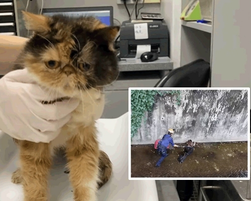 獸醫團隊為為獲救小貓進行治理。愛護動物協會影片截圖