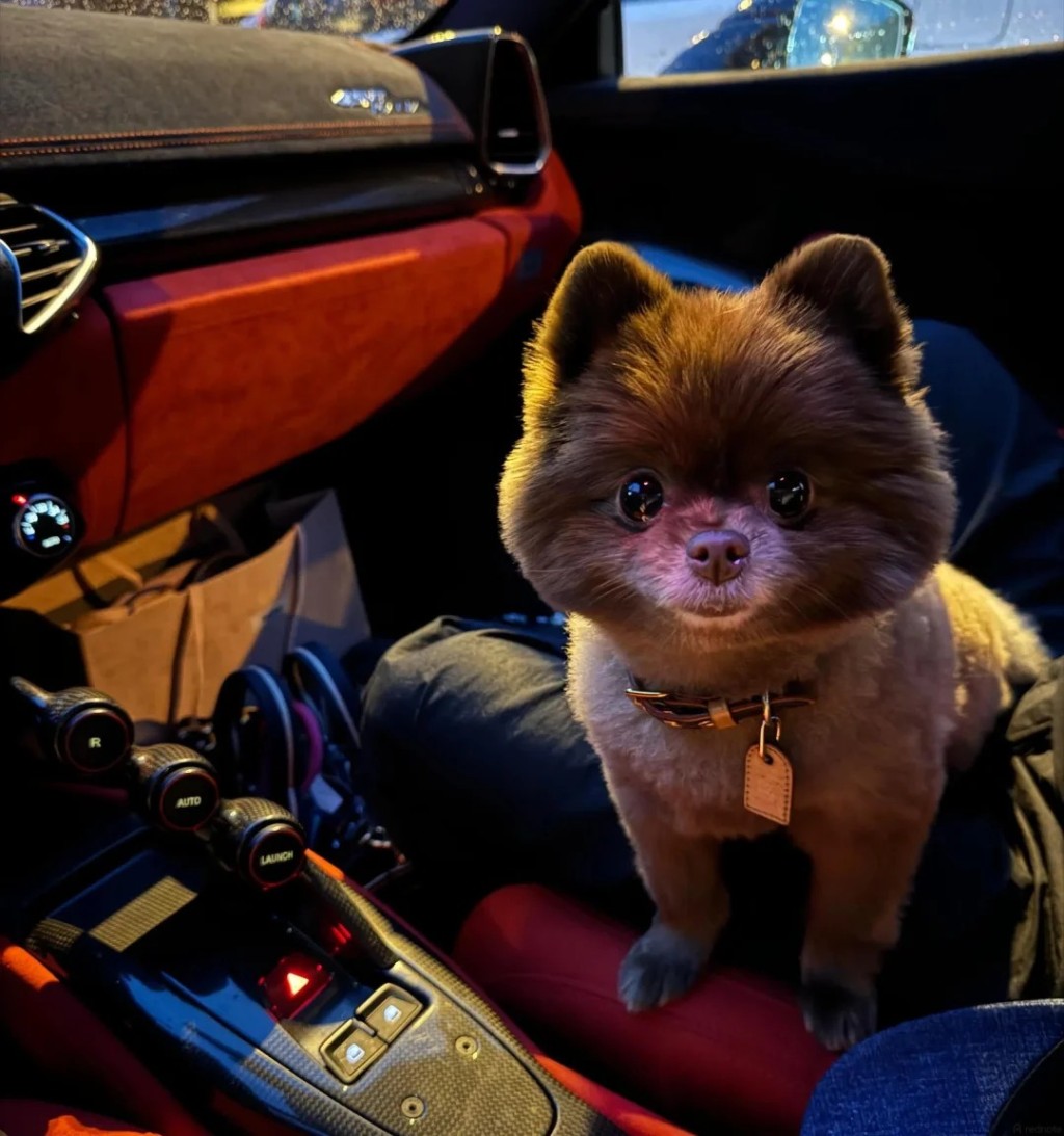 鍾欣潼的愛犬Kuma坐在豪華跑車內，享受頂級的代步體驗。