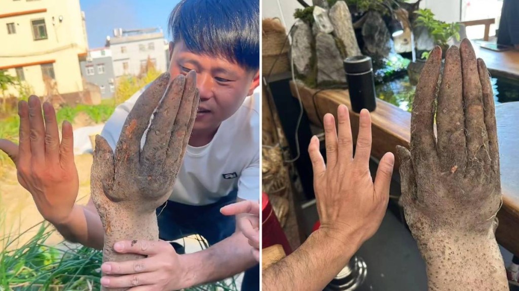 廣東揭陽有人挖出外形酷似人類手掌的淮山，成為當地熱話。抖音