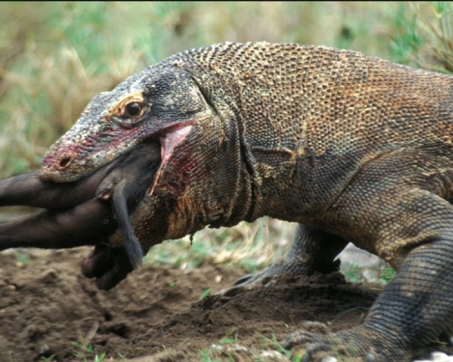 印尼科莫多島上的科莫多巨蜥。網圖