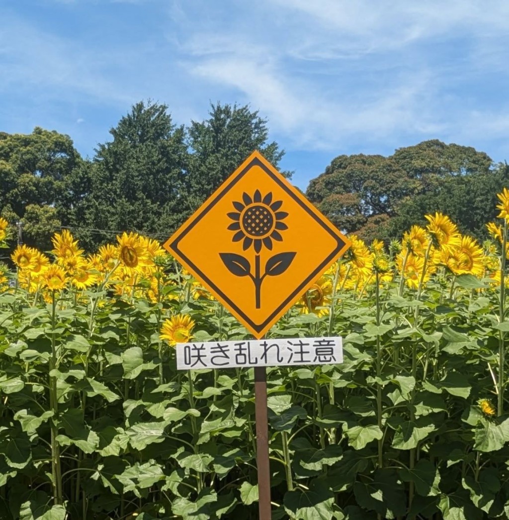 「向日葵走廊」每年吸引大量遊客到訪。IG@orido.farmony