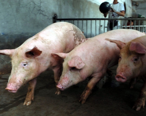 陕西神木市及贵州贵阳市分别确诊1宗非洲猪瘟疫情。资料图片