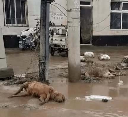 涿州水退，大街上有動物屍體留下。