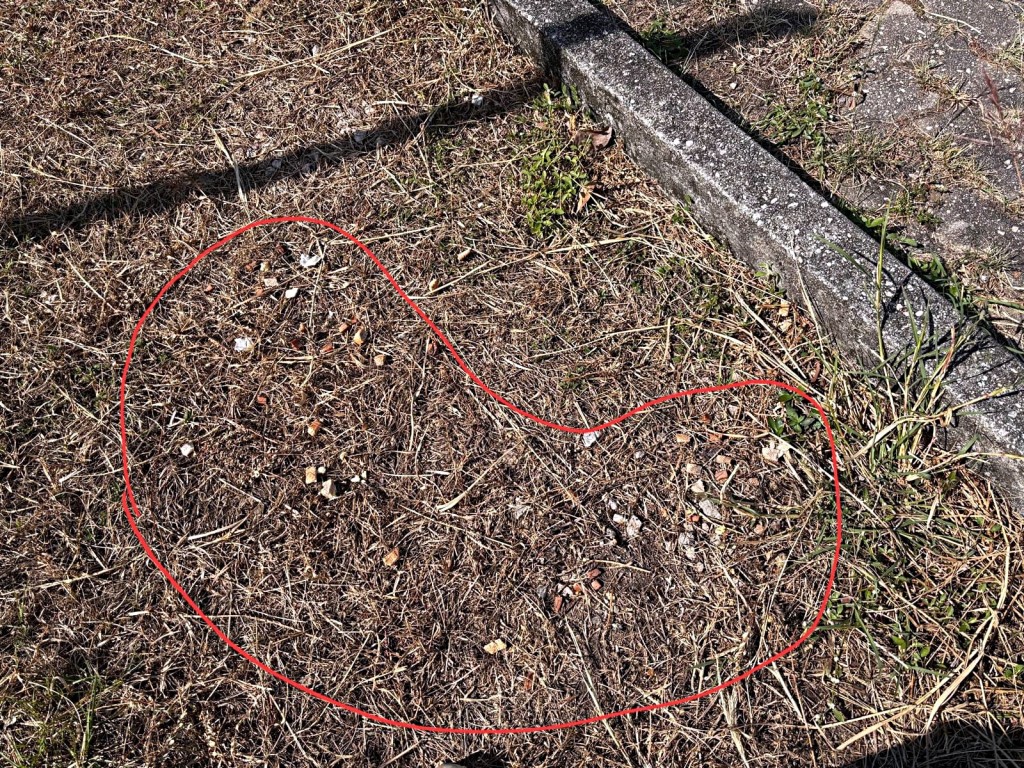 去年曾有狗主在狗公園路邊發現可疑食物。張展鵬議員提供