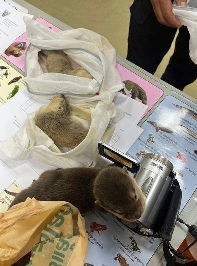 泰國海關查獲2隻懶猴、1隻松鼠、3隻水獺及2隻亞洲刺龜，共計8隻活體動物。 泰國國家公園、野生動植物保護部