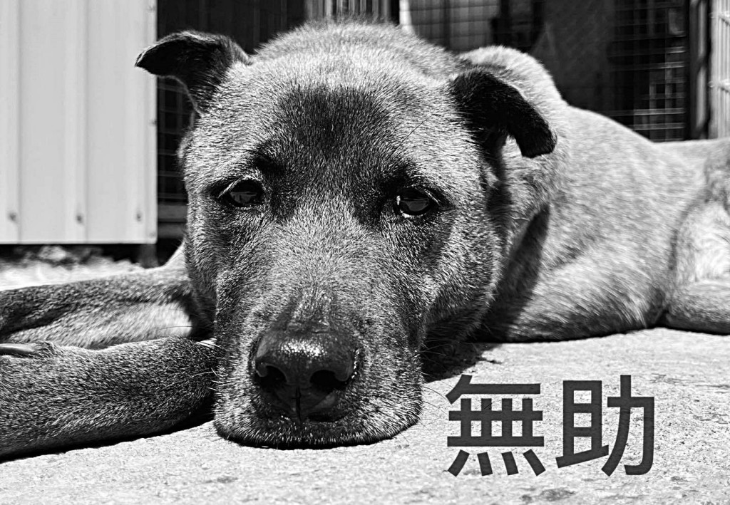 假冒網站利用市民對動物的愛心騙捐款。 假冒網站利用市民對動物的愛心騙捐款。