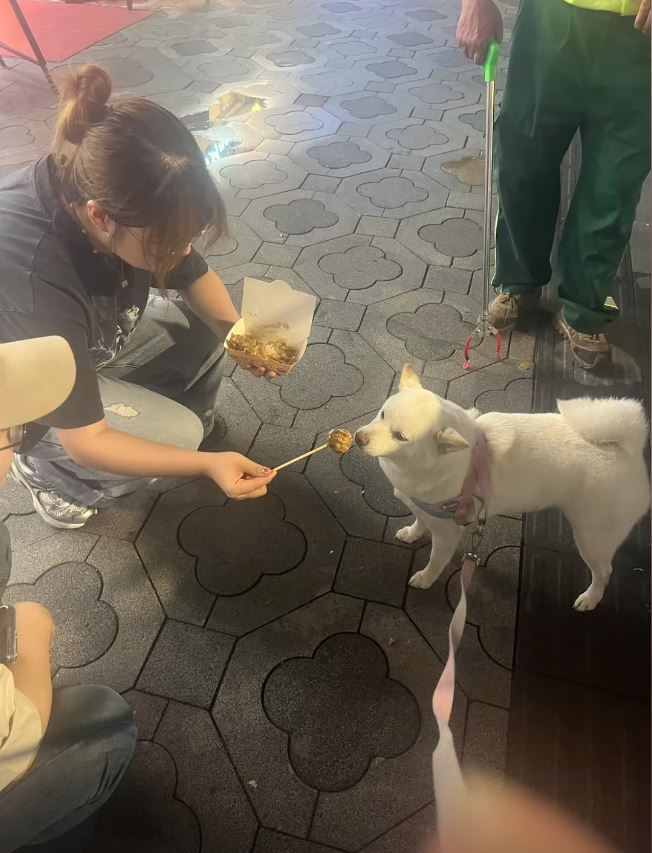 糖糖在十全街頗有人氣，是知名的為食狗。抖音