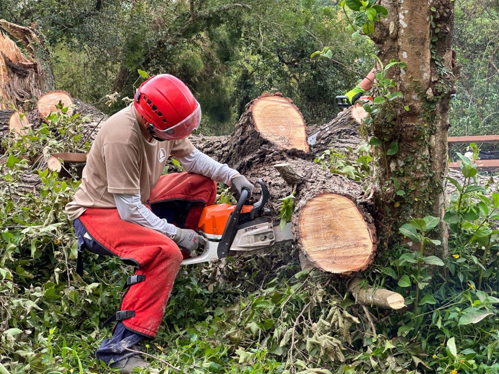 在颱風及極端天氣過後，樹木管理部門會巡查位於人流車流高地區的樹木，並適時採取緩減措施。甯漢豪隨筆