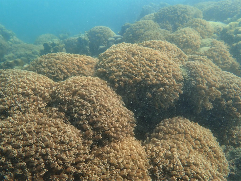 珊瑚普查范围包括桥咀洲东的角孔珊瑚。新闻处图片