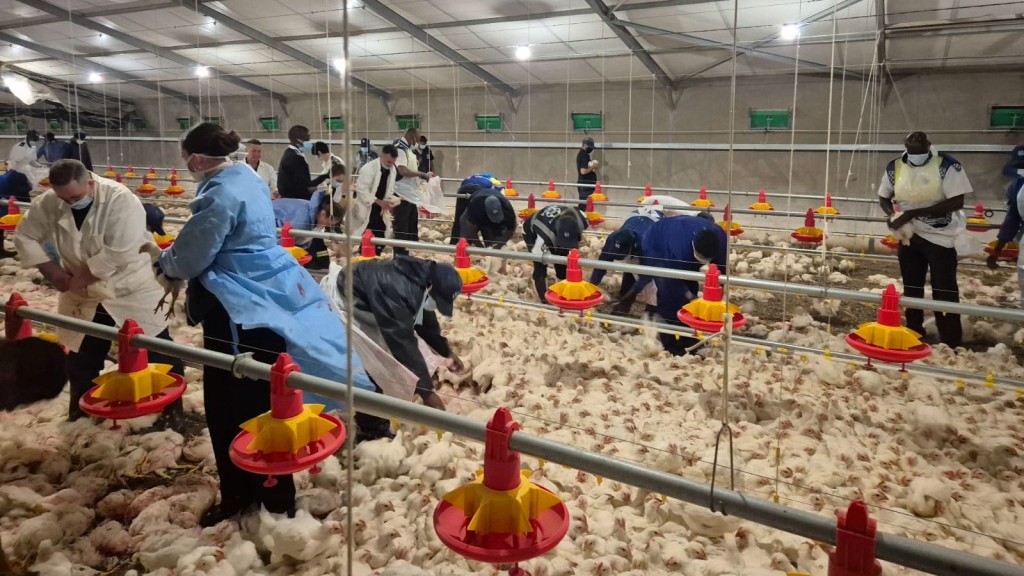 動物保護人員撲殺數十萬隻雞,留下心理陰影。 NSPCA 動物保護人員撲殺數十萬隻雞,留下心理陰影。 NSPCA