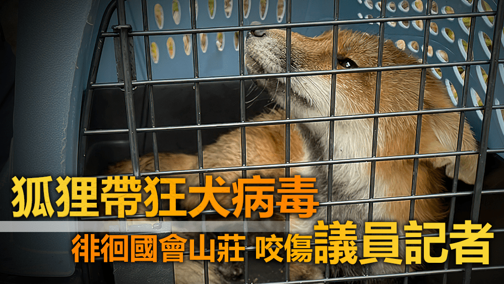 涉事狐狸已被人道毀滅。美聯社圖片