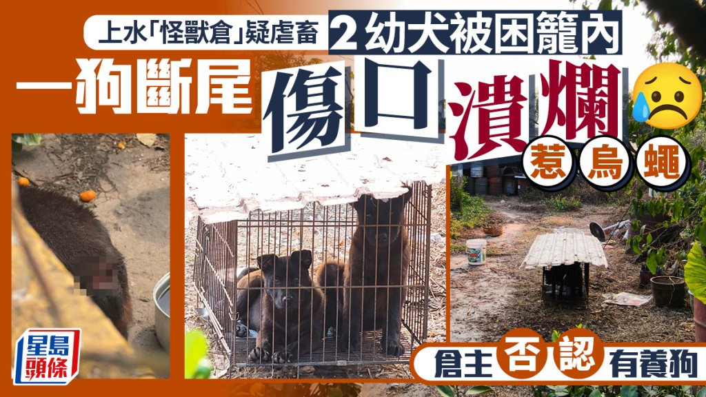 上水「怪兽仓」两幼犬被困笼内 一狗断尾惹乌蝇 区议员联络仓主无果报警求助