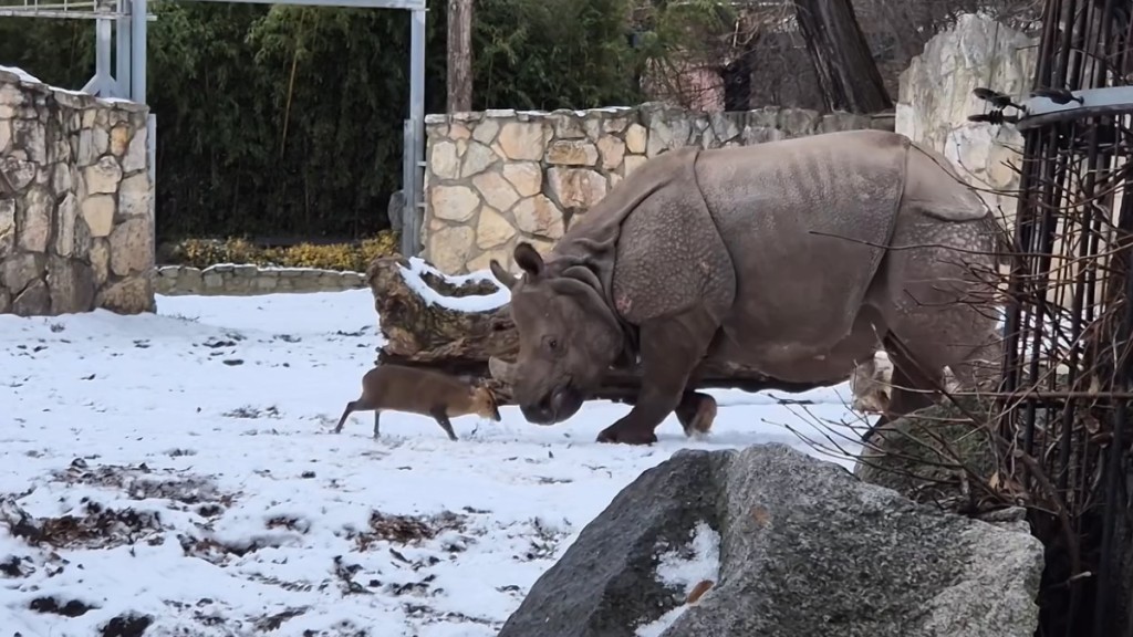 雄性山羌主動挑機印度母犀牛的影片在網上熱傳。IG@zoowroclaw