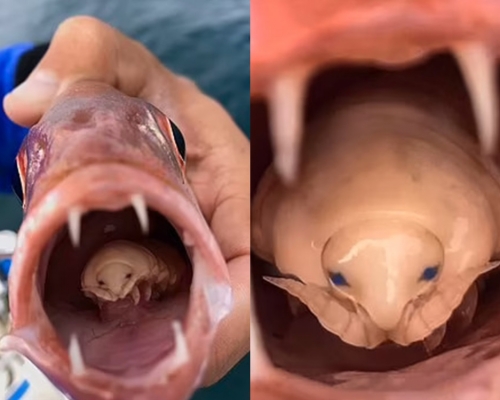 Don發現魚嘴內竟有一條奇怪的舌頭。網圖