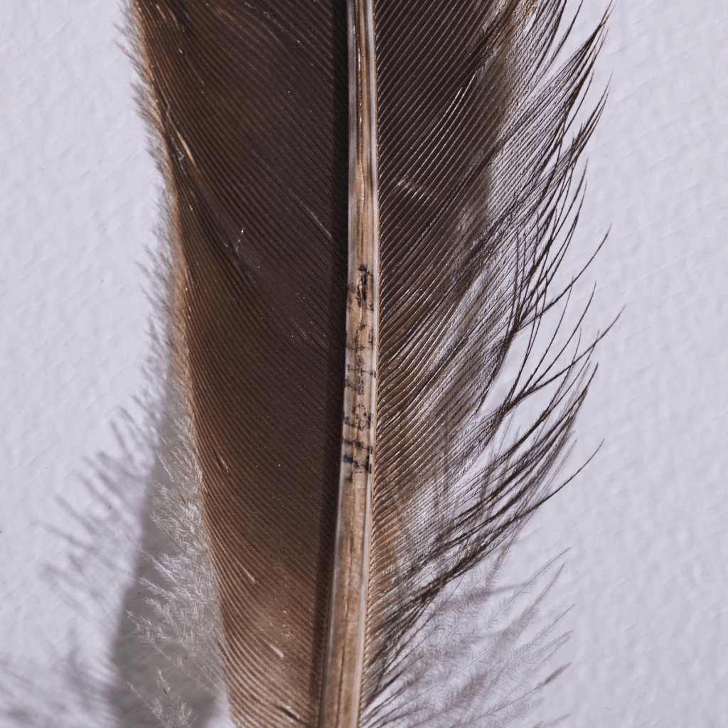 新西蘭絕種「神鳥」羽毛逾21萬賣出，是保存最好的Huia羽毛之一。