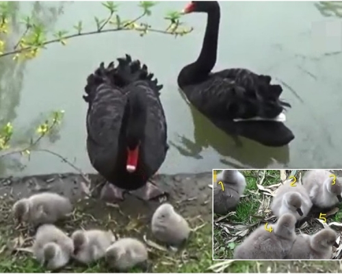 黑天鵝爸媽與5隻天鵝寶寶。圖：騰訊