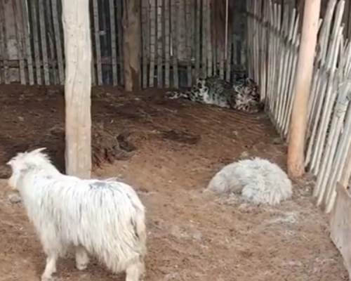 雪豹闖入羊圈咬死並吃掉多頭羊後無法逃離，在羊圈一角休息。影片截圖。