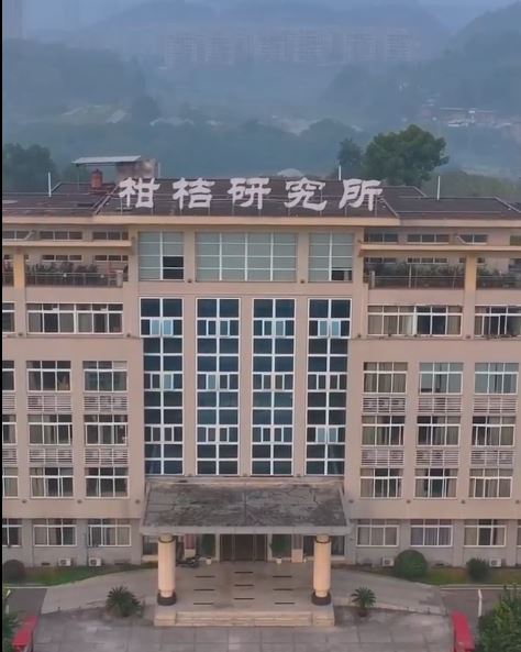 西南大學自種的柑橘「陽光二號」，網上開售首日即賣出三成。小紅書@濤哥哥