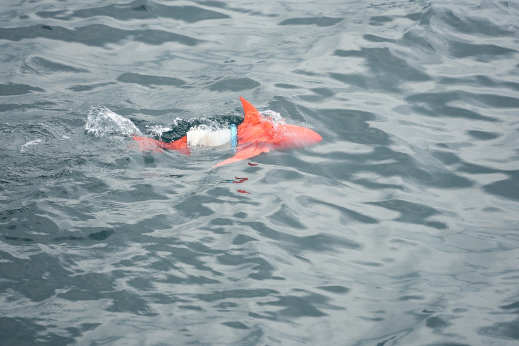 機械魚身底綁有攝像機，進入海水後便可拍攝海底生物環境。吳艷玲