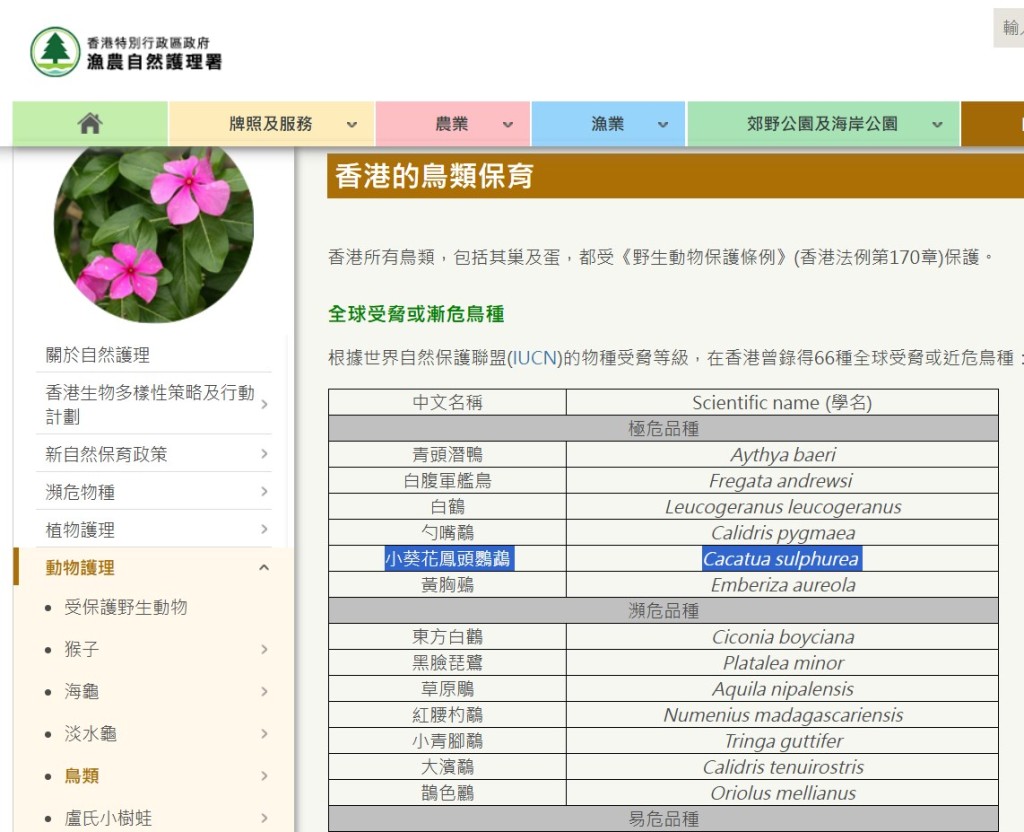 根據世界自然保護聯盟（IUCN）的物種受脅等級，在香港曾錄得66種全球受脅或近危鳥種，其中小葵花鳳頭鸚鵡屬「極危」級別。漁護署網頁截圖