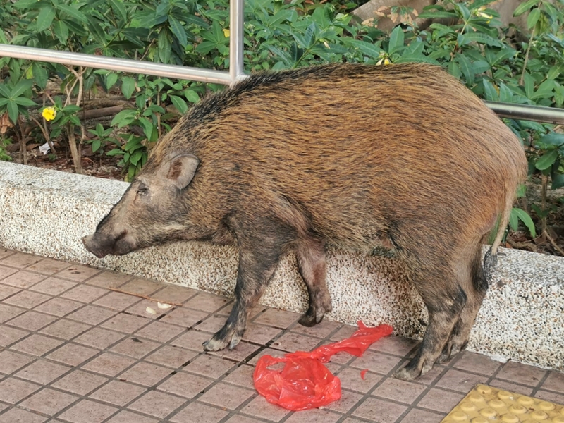 野豬進食一袋未知是否途人遺下的雪梨。