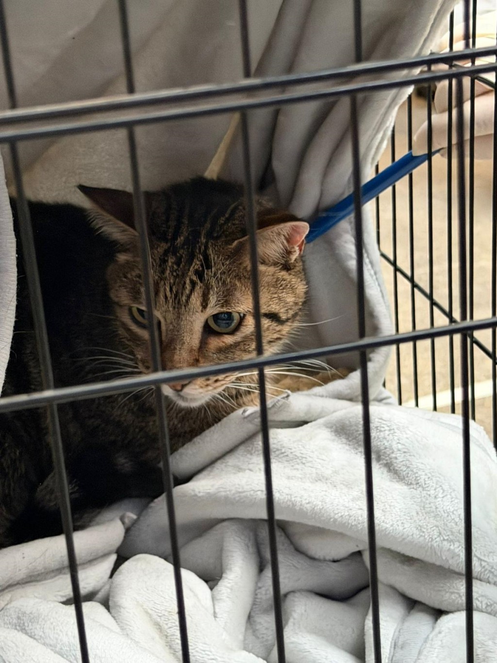 兩隻獲救生還貓咪之一